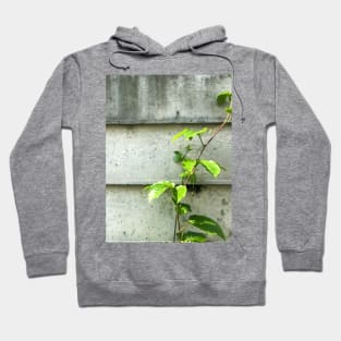 Vine of Betel plant growing up on the cement wall Hoodie